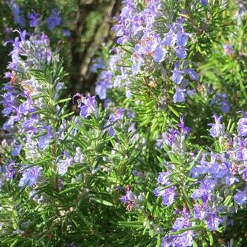 Розмарин Rosmarinus officinalis